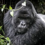 Virunga Silverback