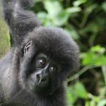 baby gorilla virunga 2018